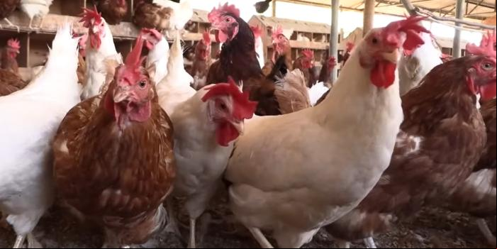 Além de proporcionar o bem-estar animal, a atividade agrega valor aos ovos (Emater-MG / Divulgação)