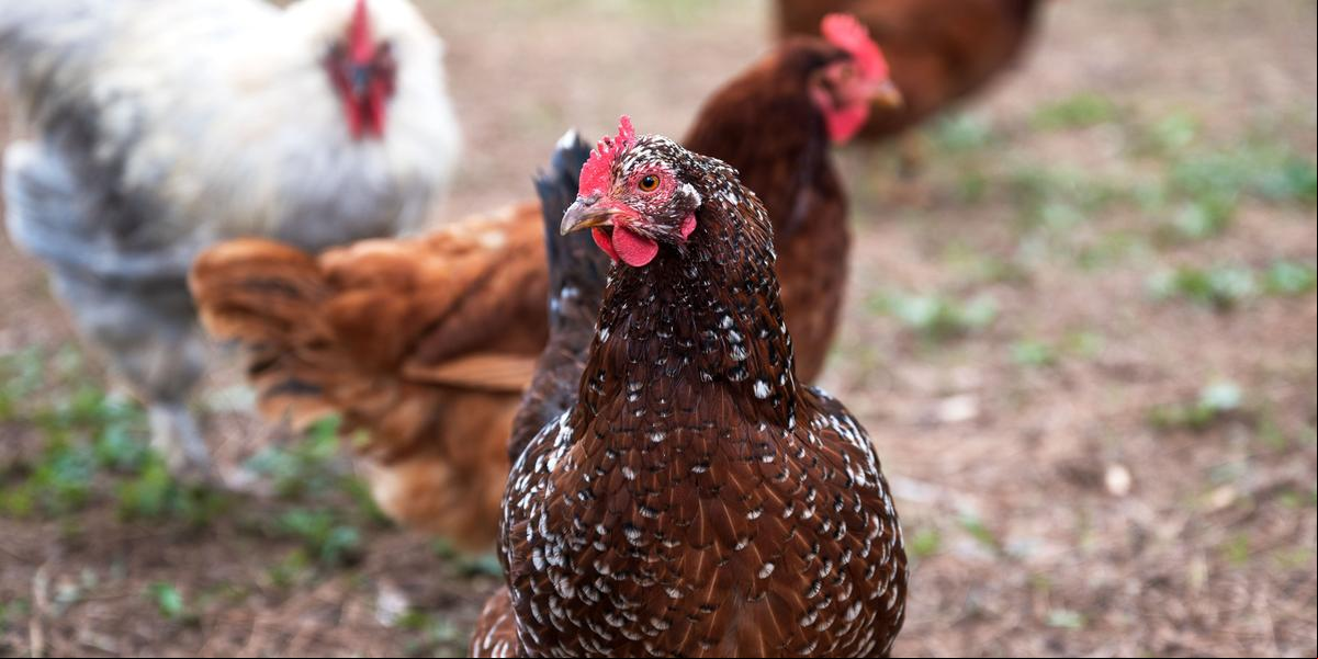 Produtor rural Graziano Leal Fonseca lida com a seca em Montes Claros, antecipando a compra de ração e aumentando custos (FREEPIK)
